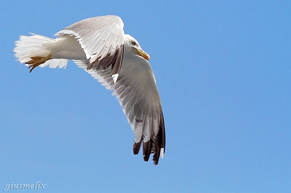 Gabbiano in volo a Sant_Antioco - (IMG_9904_3rid).jpg
